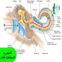 آناتومی و فیزیولوژی گوش